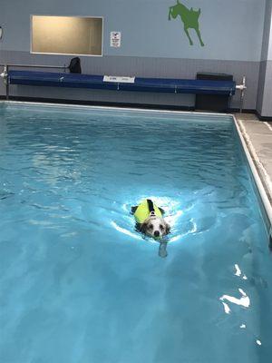 Indoor swim with Cooper.