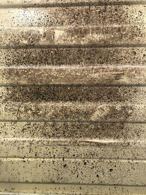 Black Mold