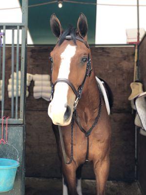 Storm and Astro, two of my favorite barn horseys