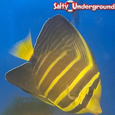 Sailfin Tang