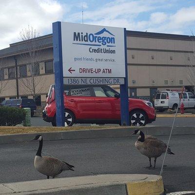 Mid Oregon ATM with some "member" geese.