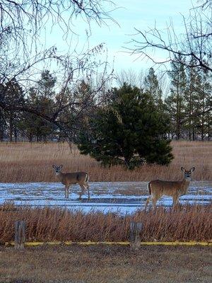 Deer everywhere