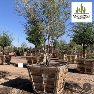 Box Tree Sales and Installation