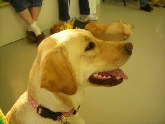 Cottonwood Canyons Pet Memorial Garden