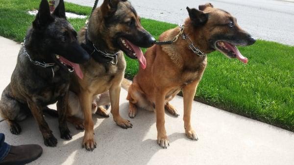 America, Chief and Deacon out for a short walk waiting for their buddy to get off the bus!