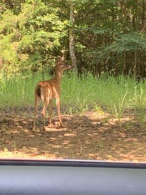 Tame wildlife out daily