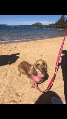 Sophie on a walk at Lake Tahoe! Basking in the sun.