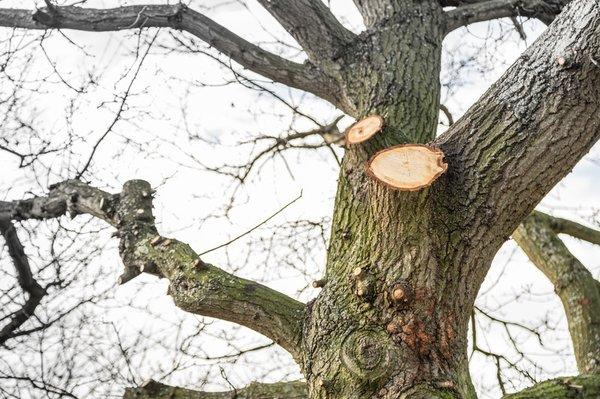 Tree trimming in Pittsburgh