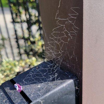 Interesting Spider Web outside