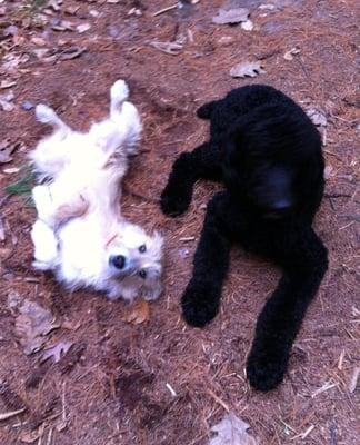 Rugby and Lexi taking a break on a hike. Looking great - grooming by Claudette's Creative Clippins'