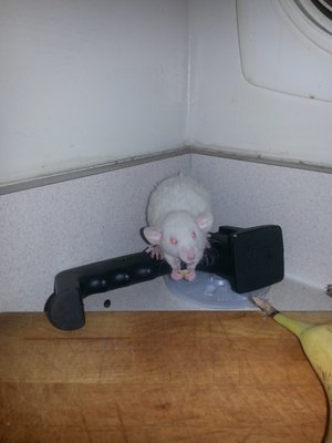 this is Simon he is the best rat ive ever had very healthy an sweet loves his pizza thanks to adams pet safari