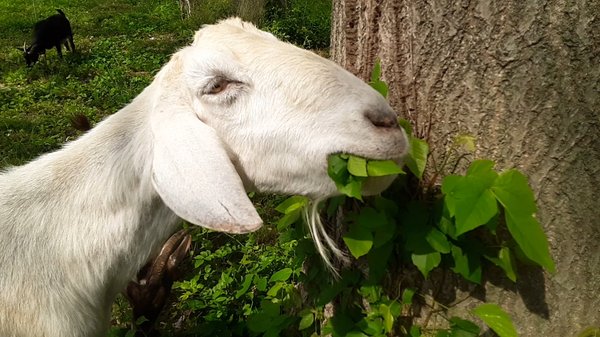 Green Grazer Goats