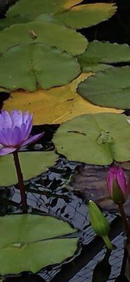 Flowers in waterways.