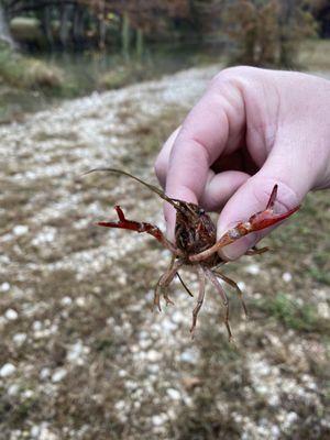 A friend we found on the riverbank