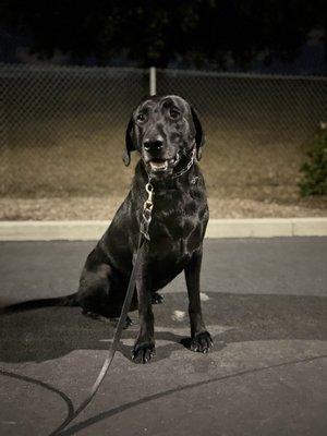 Another great night of dog training!