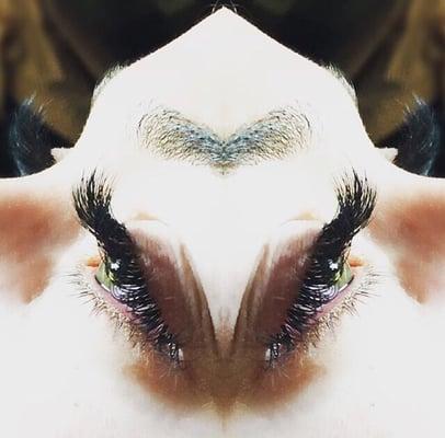 Lashes By Natasha