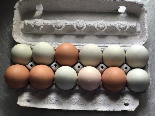 Farm fresh cage free eggs from Holiday Memories Farm. This dozen is part of their CSA Egg program they offer.