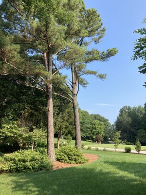 Tree removal