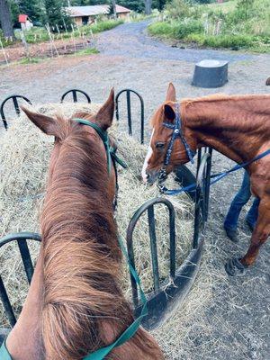 Munching buddies.