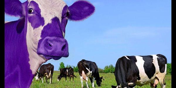 Ask us about this PURPLE COW!