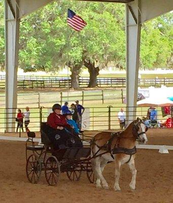 Special Olympics Equestrian State Games 2017