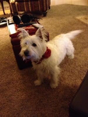 Zoe is our 6 year old West Highland Terrier