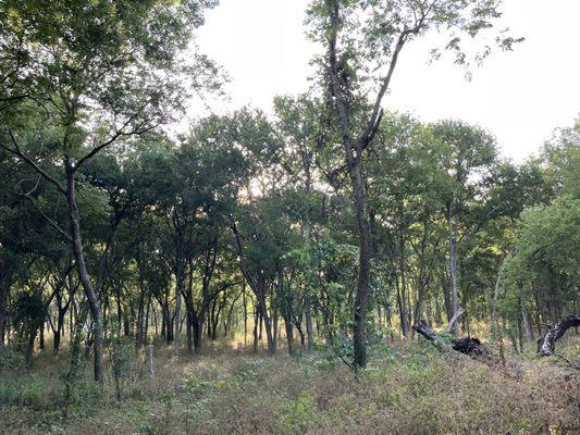 Native trees at the Headwaters Sanctuary