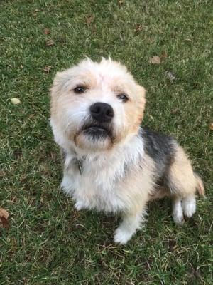 Update: 12/4/15. Benji. Adopted in front of Tractor Supply on Adoption Day from DeSoto Parish Animal Shelter, 9/19/15. Groomed!