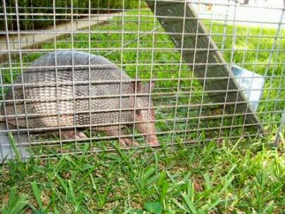 Armadillos have been known to live in the crawlspace under houses.