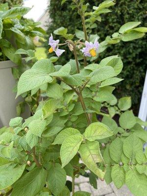 Potatoes growing