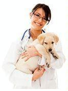 Animal Medical Center