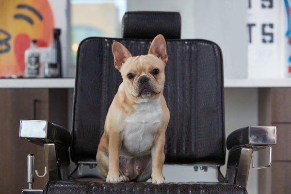 Our CFO (Chief Frenchie Officer)