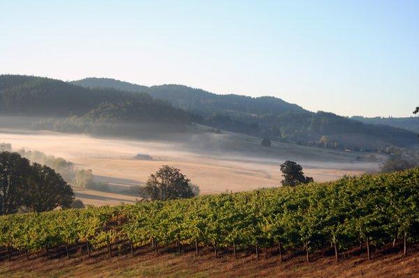 Early morning vineyard