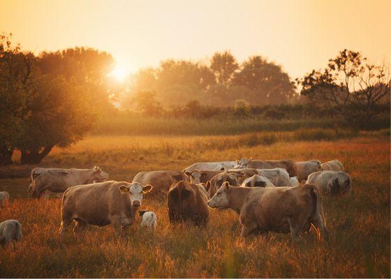 Campbell Farm & Ranch - Texas Real Estate