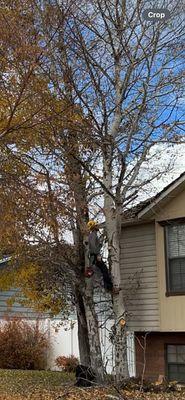 Aspen tree removal to protect house