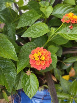 Lantana in a beautiful ceramic pots by GG's entrance