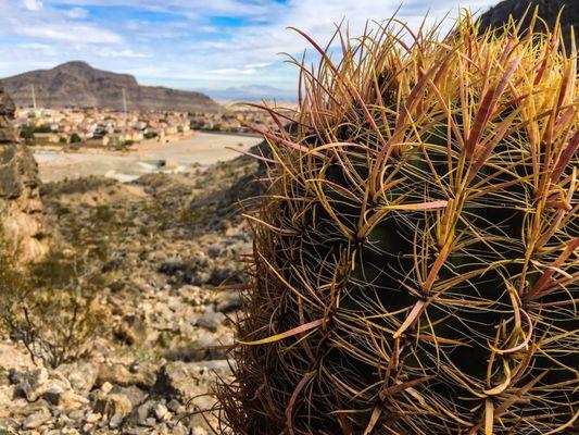 California barrel cactus