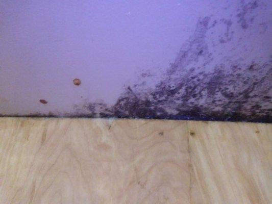 Black mold