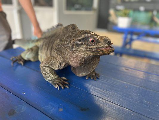 Anegada Rock Iguana