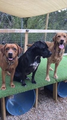 Your pup will love playing in one of our play yards at Lago Vista Pet Retreat. #dogboarding #doggiedaycare