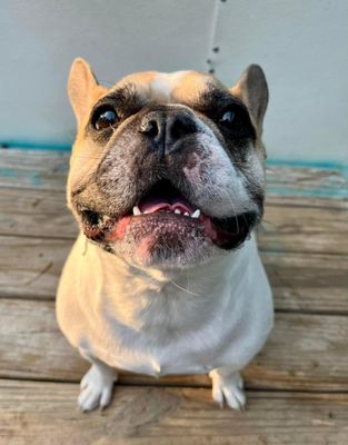 Wally smiling for the camera at K9 Camp & Resort!