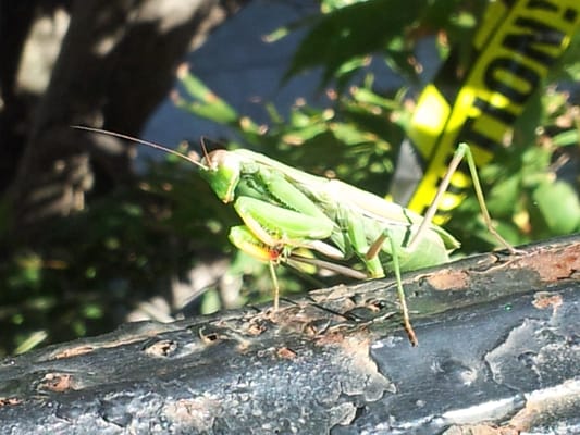 Praying Mantis