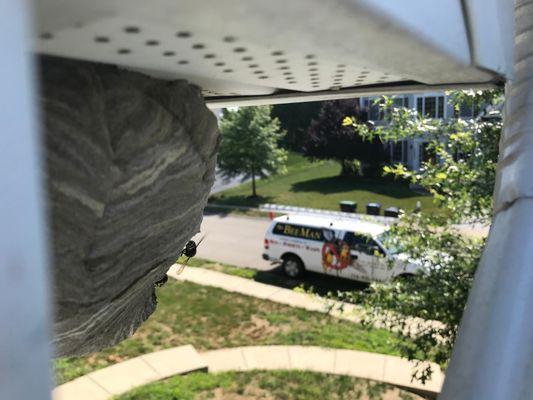 Wasp removal in Cranberry Twp, PA