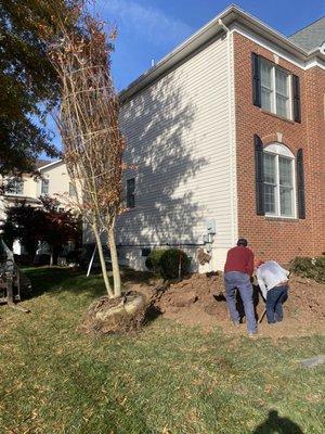 Planting large crepe myrtle