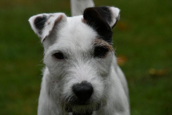 Huckle Hill Jack Russell Terriers