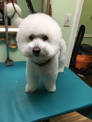 Bichon