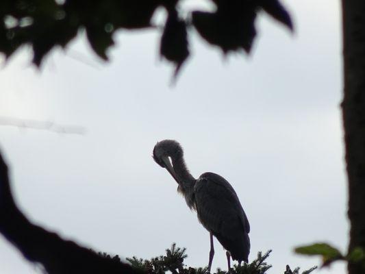 Birdwatching