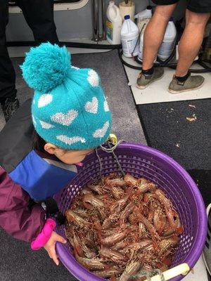 Shrimping, caught approximately 500 spotted shrimp in 90 minutes.