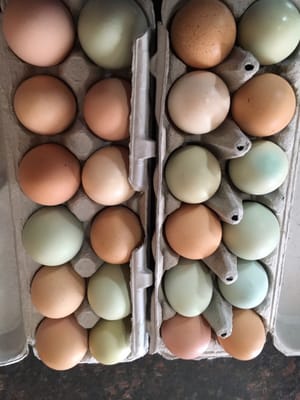 Rare Heritage eggs from our friend at Edgwick farms