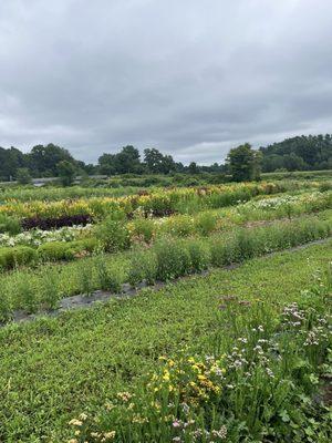 Views of the fields